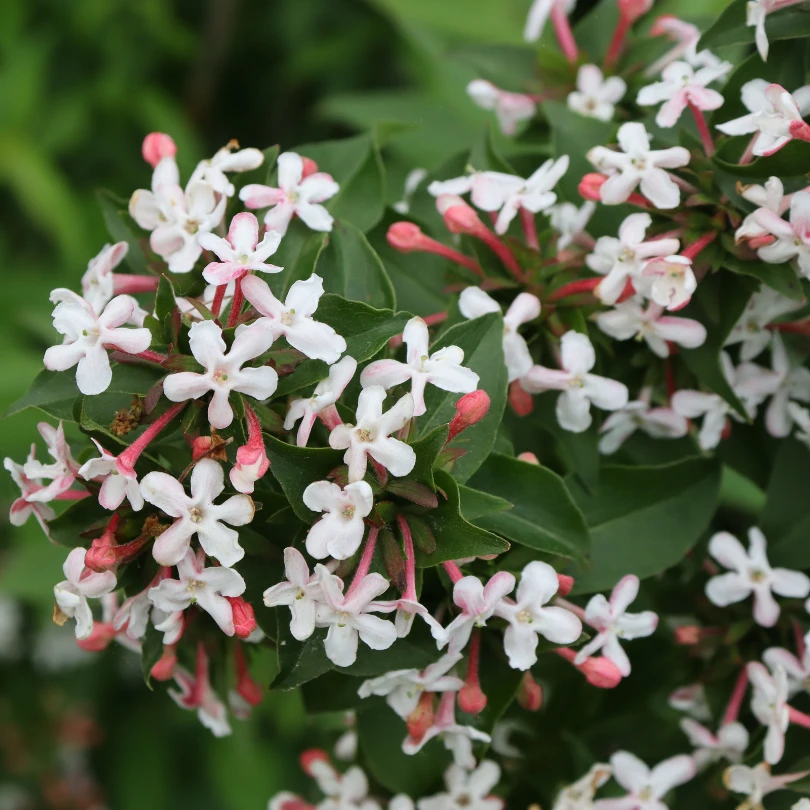 Sweet Emotion Blaze™ Abelia 5 Sweet Emotion Blaze™ Abelia - Image 3