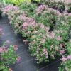 Bloomerang® Dwarf Purple Reblooming Lilac -Garden Plants Store Syringa Bloomerang Dwarf Purple 1 P 1770bb18 3ed6 4dc6 ac15 74401aaa7d29 sw