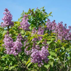 Scentara® Double Blue Lilac 8 Scentara® Double Blue Lilac -Garden Plants Store Syringa Scentara Double Blue 3 P