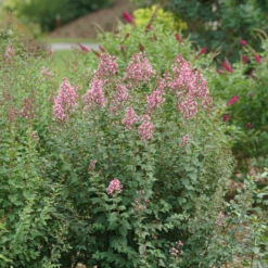 Bloomerang Ballet™ Lilac -Garden Plants Store SyringaBloomerangBalletDSC09297 800x800 17c1303