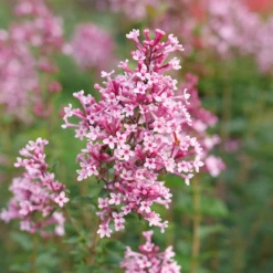 Bloomerang Ballet™ Lilac -Garden Plants Store SyringaBloomerangBalletP1228473 800x800 fbfc2eb