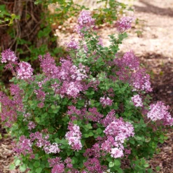 Bloomerang® Purpink™ Lilac -Garden Plants Store SyringaBloomerangPurpinkP1162690 1080x1080 307228c 620d74b8 455b 458c 8976 ec393ba1fca6