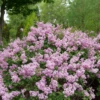 Bloomerang® Purpink™ Lilac 1 Bloomerang® Purpink™ Lilac -Garden Plants Store SyringaBloomerangPurpinkP1173772 1080x1080 ed94ba8 cca9387b 5e2b 41e4 814c c54afbfabe46