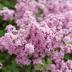 Bloomerang® Purpink™ Lilac -Garden Plants Store SyringaBloomerangPurpinkP1173773 1080x1080 3bf7900 f662c9cb 16c2 4f4e bea4 d82a3f90c4ef