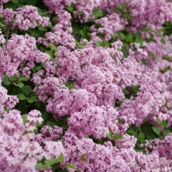 Bloomerang® Purpink™ Lilac -Garden Plants Store SyringaBloomerangPurpinkP1173775 1080x1080 2bc730b 8740d8cd fcf7 4039 8c7c dec9ed16072e