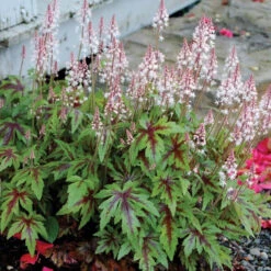'Sugar & Spice' Foamflower 9 'Sugar & Spice' Foamflower -Garden Plants Store TIASS1Q 1