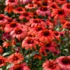 Eye-Catcher® 'Tanager' Coneflower (Echinacea) -Garden Plants Store Tanager Coneflower
