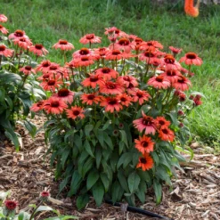 Eye-Catcher® 'Tanager' Coneflower (Echinacea) 7 Eye-Catcher® 'Tanager' Coneflower (Echinacea) -Garden Plants Store Tanager Coneflower 2