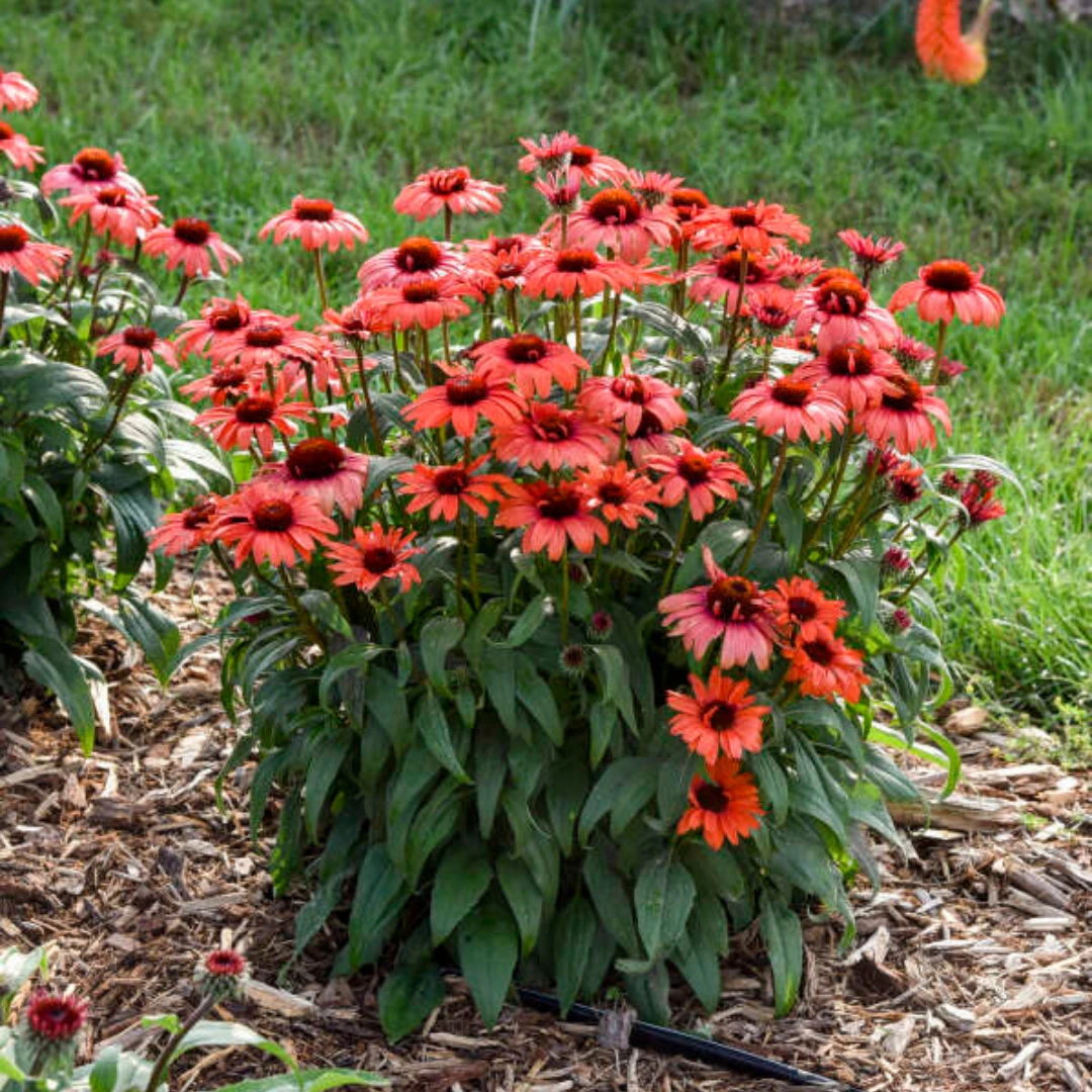Eye-Catcher® 'Tanager' Coneflower (Echinacea) 5 Eye-Catcher® 'Tanager' Coneflower (Echinacea) - Image 3