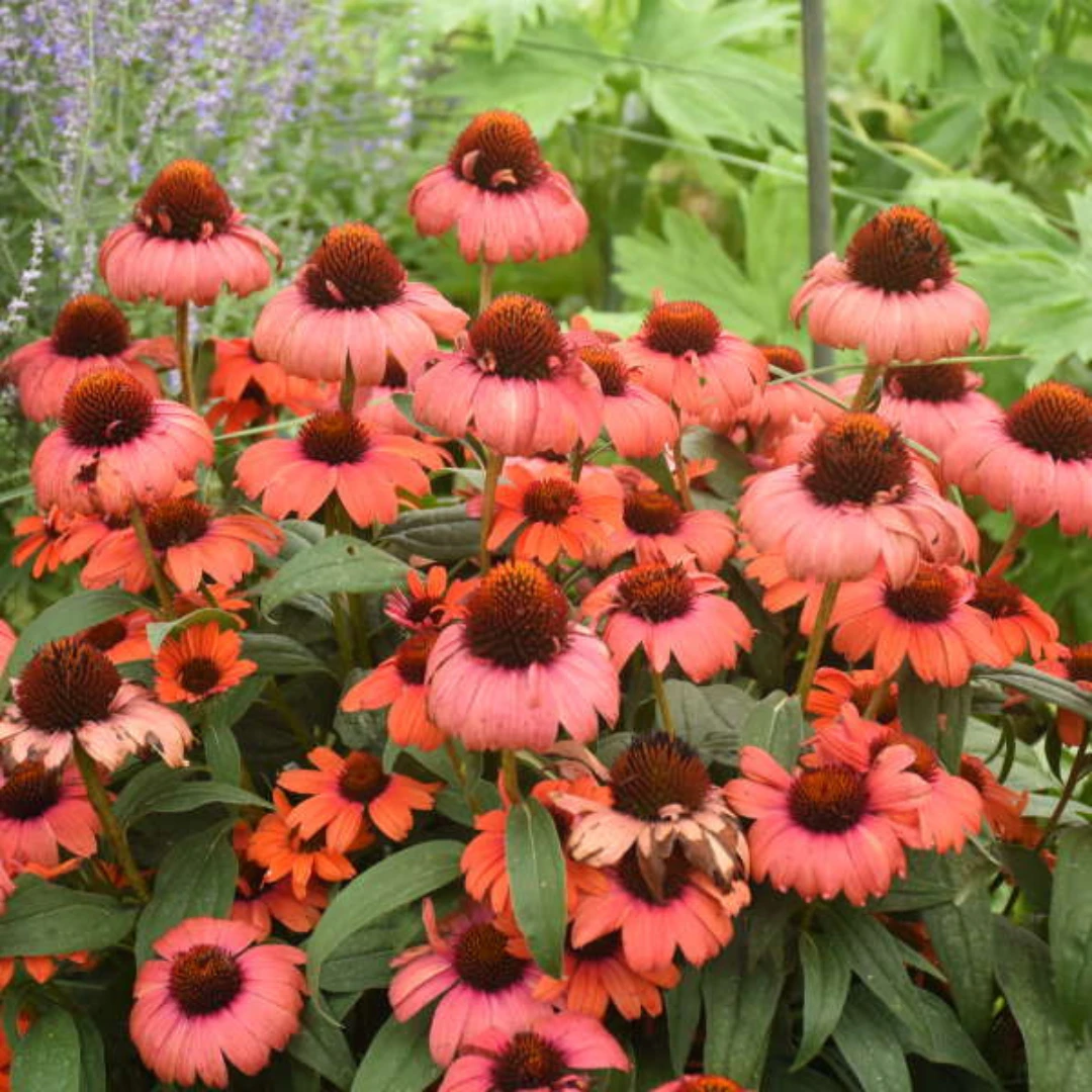 Eye-Catcher® 'Tanager' Coneflower (Echinacea) 4 Eye-Catcher® 'Tanager' Coneflower (Echinacea) - Image 2