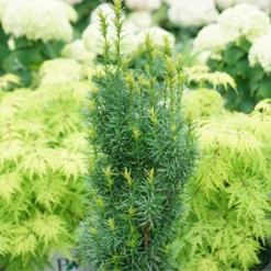 Stonehenge Skinny® Yew -Garden Plants Store TaxusStonehengeSkinnyDSC00077 800x800 01d2072