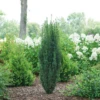 Stonehenge Skinny® Yew 2 Stonehenge Skinny® Yew -Garden Plants Store TaxusStonehengeSkinnyDSC08390 800x800 e03bd93