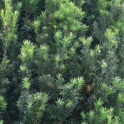 Stonehenge® Yew 8 Stonehenge® Yew -Garden Plants Store Taxus Stonehenge 3