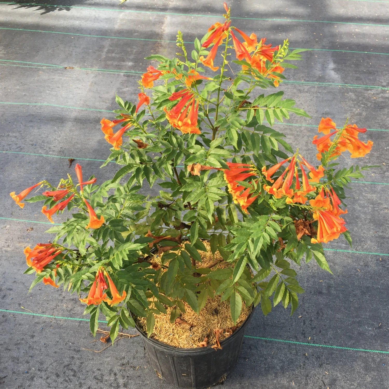 Chicklet™ Orange Trumpet Bush 4 Chicklet™ Orange Trumpet Bush - Image 2