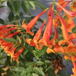 Chicklet™ Orange Trumpet Bush 10 Chicklet™ Orange Trumpet Bush -Garden Plants Store TecomaChickletOrangeIMG 2119