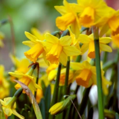 'Tete-a-Tete' Miniature Daffodil (Narcissus)