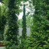 Sting™ Arborvitae 2 Sting™ Arborvitae -Garden Plants Store ThujaStingDSC00819 800x800 0c5792a