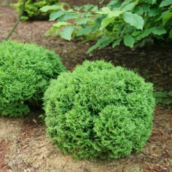 Tater Tot® Arborvitae 9 Tater Tot® Arborvitae -Garden Plants Store ThujaTaterTotDSC00762 800x800 a05e054