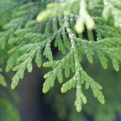 Full Speed A Hedge® 'American Pillar' Arborvitae 13 Full Speed A Hedge® 'American Pillar' Arborvitae -Garden Plants Store Thuja American Pillar 10 P sw