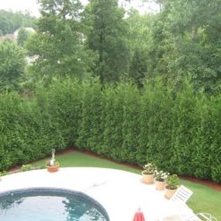 Full Speed A Hedge® 'American Pillar' Arborvitae 10 Full Speed A Hedge® 'American Pillar' Arborvitae -Garden Plants Store Thuja American Pillar 3 sw