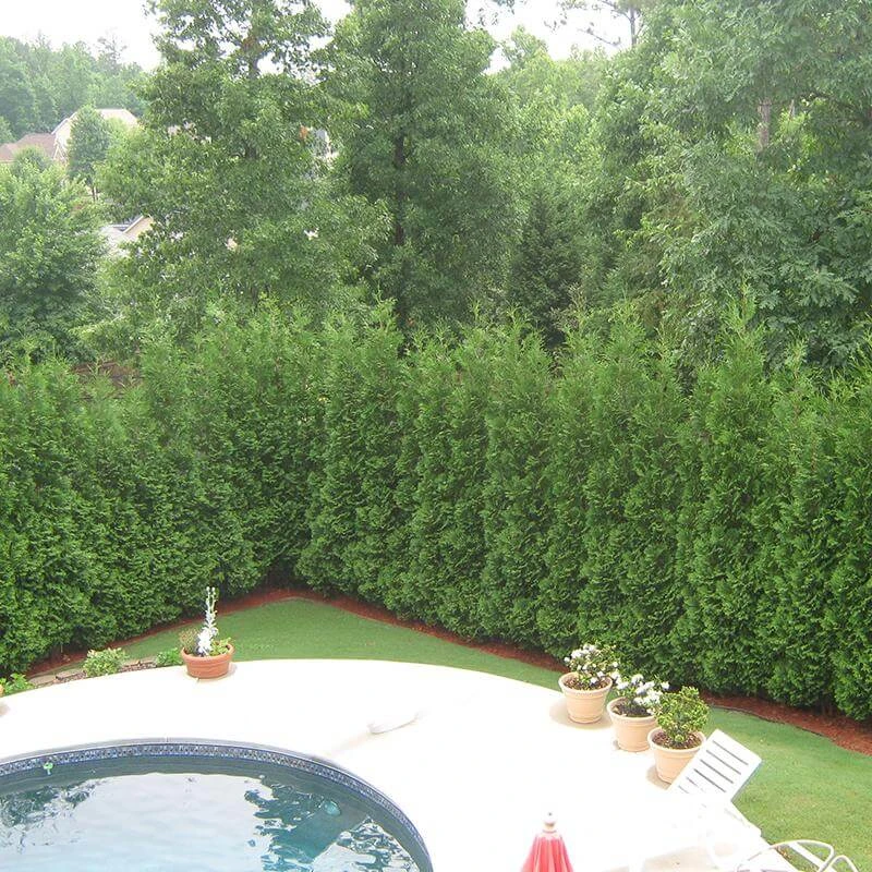 Full Speed A Hedge® 'American Pillar' Arborvitae 5 Full Speed A Hedge® 'American Pillar' Arborvitae - Image 3