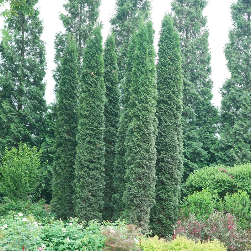 Full Speed A Hedge® 'Thin Man' Arborvitae 4 Full Speed A Hedge® 'Thin Man' Arborvitae - Image 2