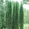 Full Speed A Hedge® 'Thin Man' Arborvitae 2 Full Speed A Hedge® 'Thin Man' Arborvitae -Garden Plants Store ThujaoccidentalisThinManDSC06676 800x800 460e2e4