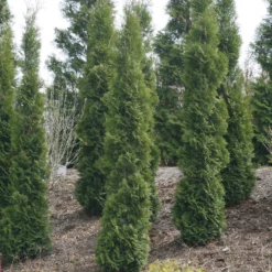 Full Speed A Hedge® 'Thin Man' Arborvitae 7 Full Speed A Hedge® 'Thin Man' Arborvitae -Garden Plants Store ThujaoccidentalisThinManIMG 1635 800x800 fdbdd36