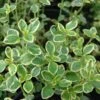Lemon Thyme -Garden Plants Store Thymus citriodorus P sw
