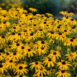 'Treasure Trove' Black-Eyed Susan (Rudbeckia) -Garden Plants Store TreasureTroveRudbeckia 3