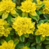 'Urge To Splurge' Spurge (Euphorbia) 1 'Urge To Splurge' Spurge (Euphorbia) -Garden Plants Store UrgeToSplurgeSpurgePlants