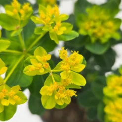 'Urge To Splurge' Spurge (Euphorbia) 8 'Urge To Splurge' Spurge (Euphorbia) -Garden Plants Store UrgeToSplurgeSpurgePlants 2