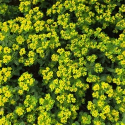 'Urge To Splurge' Spurge (Euphorbia) 9 'Urge To Splurge' Spurge (Euphorbia) -Garden Plants Store UrgeToSplurgeSpurgePlants 3