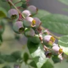 'Legacy' Blueberry 2 'Legacy' Blueberry -Garden Plants Store Vaccinium Legacy P1060662