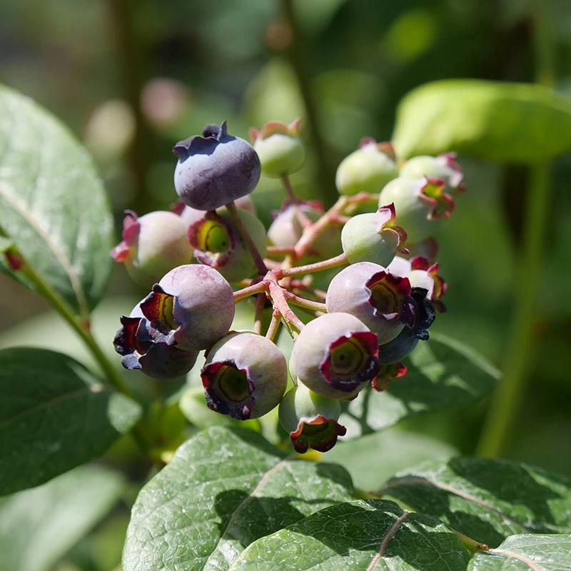 'Spartan' Blueberry 4 'Spartan' Blueberry - Image 2