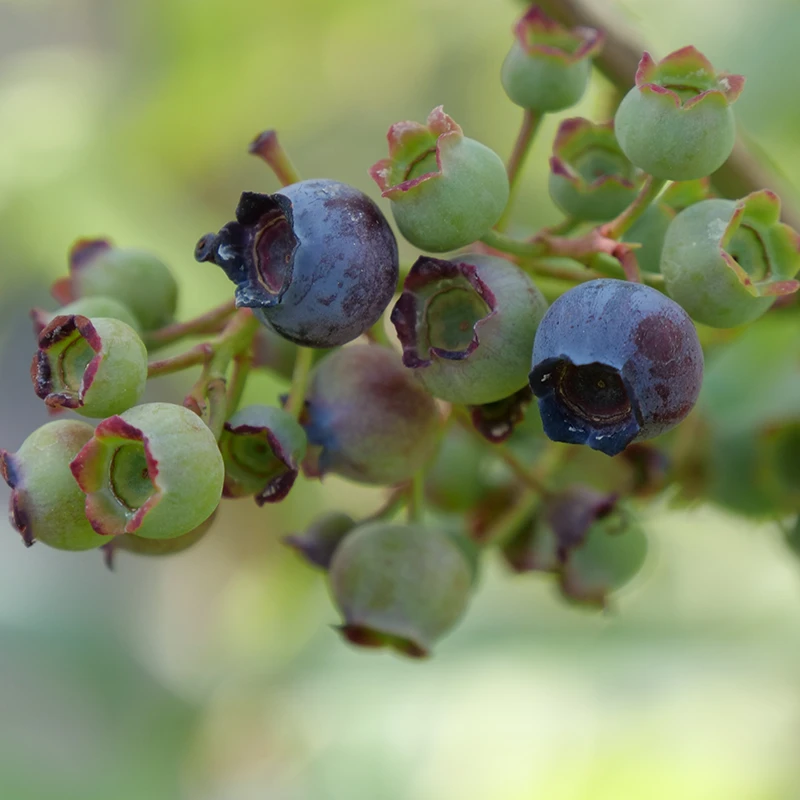 'Spartan' Blueberry 3 'Spartan' Blueberry