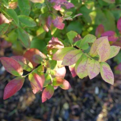 Sky Dew™ Gold Vaccinium -Garden Plants Store VacciniumSkyDewGoldP1106254 800x800 75523be