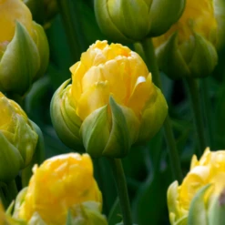 'Vanilla Coup' Double Peony Tulip