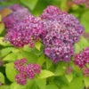 Double Play® Dolly™ Spirea 1 Double Play® Dolly™ Spirea -Garden Plants Store Verycloseviewoflightpurplepinkflowers yythkg