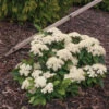 Lil Ditty® Dwarf Viburnum