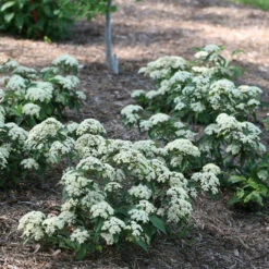Lil Ditty® Dwarf Viburnum -Garden Plants Store Viburnum Lil Ditty 3 P