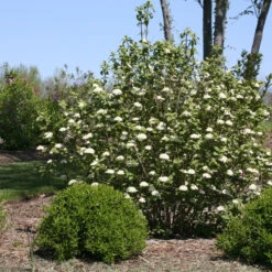Red Balloon® Lantanaphyllum Viburnum -Garden Plants Store Viburnum Red Balloon 2