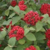 Red Balloon® Lantanaphyllum Viburnum -Garden Plants Store Viburnum Red Balloon 3