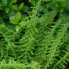 Victoria Lady Fern (Athyrium) -Garden Plants Store VictoriaLadyFern