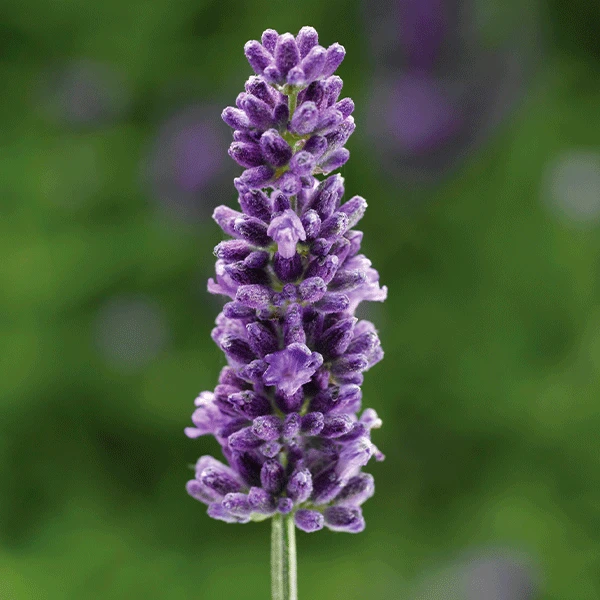 'Vintro Blue’ English Lavender 3 'Vintro Blue’ English Lavender