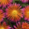 Ocean Sunset™ Orange Glow Ice Plant -Garden Plants Store WEB 186147