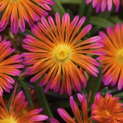 Ocean Sunset⢠Orange Glow Ice Plant