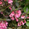 Very Fine Wine™ Weigela -Garden Plants Store Weigela Fine Wine 1