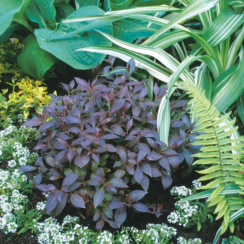 Midnight Wine Shine™ Weigela 3 Midnight Wine Shine™ Weigela