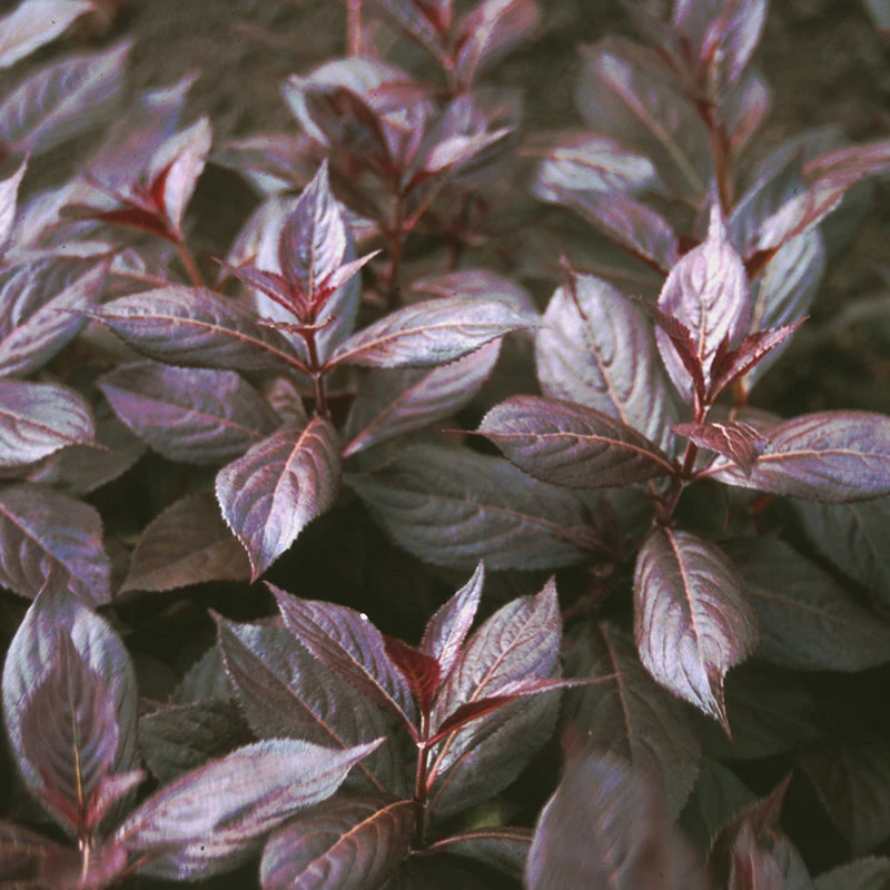 Midnight Wine Shine™ Weigela 5 Midnight Wine Shine™ Weigela - Image 3